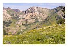 Albion Basin Spring Photo