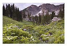 Albion Basin Mountain Photo