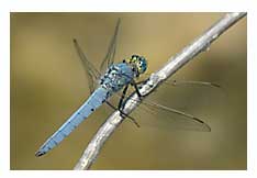 Blue Dragon Fly Picture