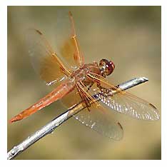 Brown Dragon Fly Picture