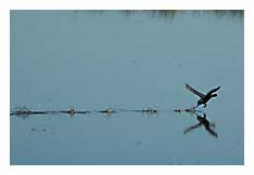 Duck walking on water photo