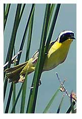  Yellow Bird Photo