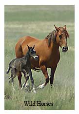 Wild horse Photo