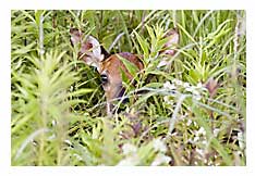 Fawn Photo