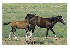 Wild Horses Photo